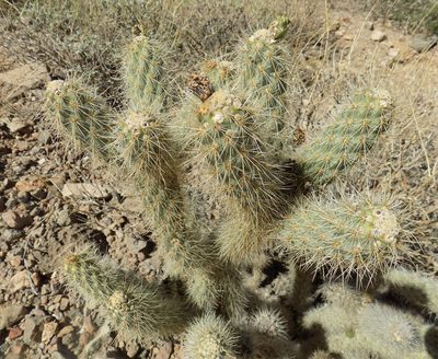 Cylindropuntia abyssi, photographed by Michelle Cloud-Hughes