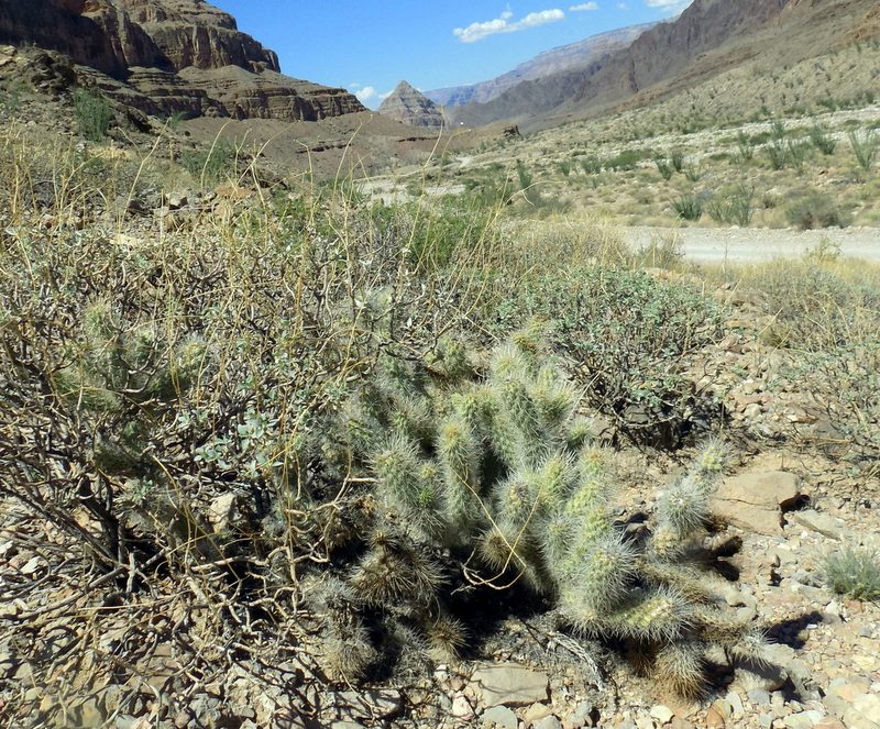 Cylindropuntia abyssi, photographed by Michelle Cloud-Hughes