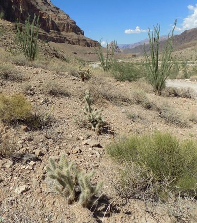 Cylindropuntia abyssi, photographed by Michelle Cloud-Hughes