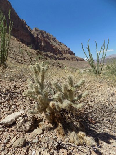 Cylindropuntia abyssi, photographed by Michelle Cloud-Hughes