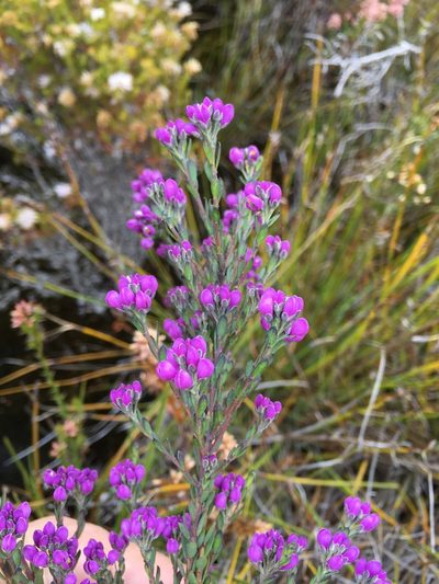 Comesperma retusum, photographed by Miguel de Salas