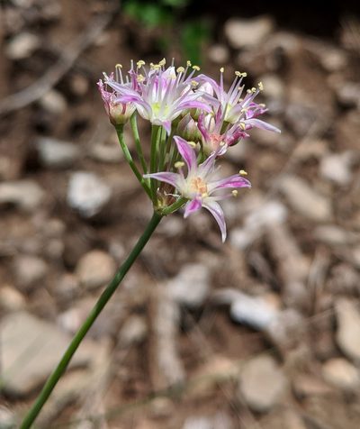 Allium longifolium, photographed by Michelle Cloud-Hughes
