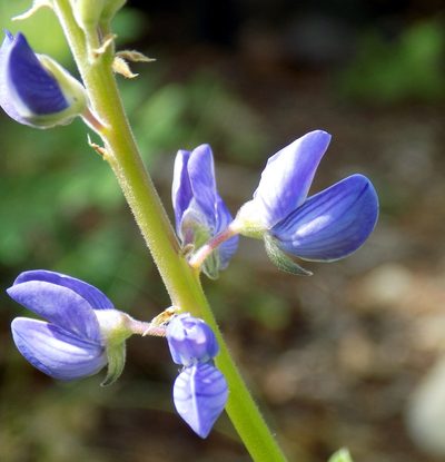 Lupinus sierrae-blancae, photographed by Michelle Cloud-Hughes