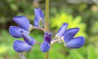 Lupinus sierrae-blancae, photographed by Michelle Cloud-Hughes