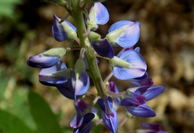 Lupinus sierrae-blancae, photographed by Michelle Cloud-Hughes