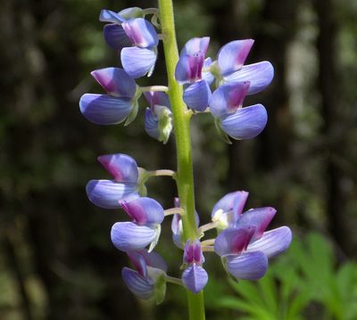 Lupinus sierrae-blancae, photographed by Michelle Cloud-Hughes
