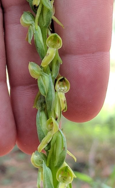 Platanthera brevifolia, photographed by Michelle Cloud-Hughes
