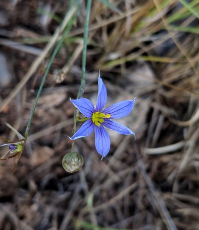 Sisyrinchium demissum, photographed by Michelle Cloud-Hughes