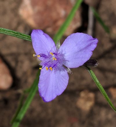 Tradescantia pinetorum, photographed by Michelle Cloud-Hughes