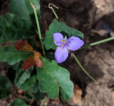 Tradescantia pinetorum, photographed by Michelle Cloud-Hughes