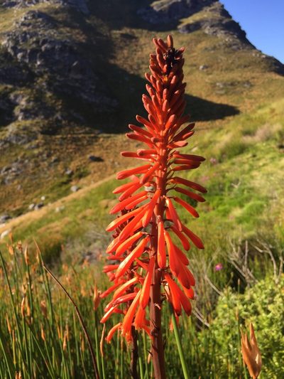 Kniphofia tabularis, photographed by Paul Emms