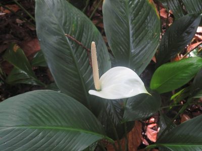 Spathiphyllum wallisii, photographed by Marco Mussita