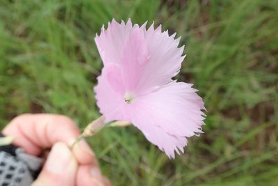 Dianthus zeyheri, photographed by Peter Warren