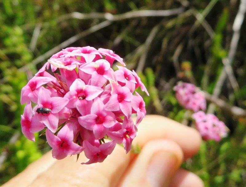 Erica pycnantha, photographed by linkie