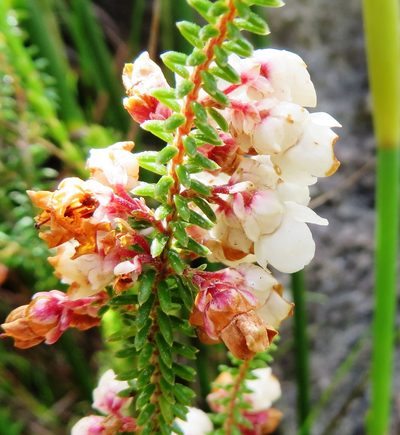 Erica corydalis, photographed by linkie