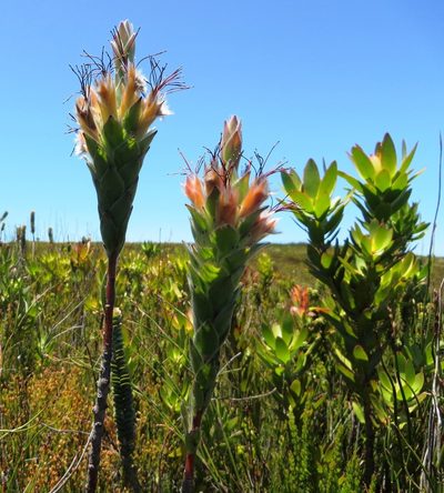 Mimetes capitulatus, photographed by linkie