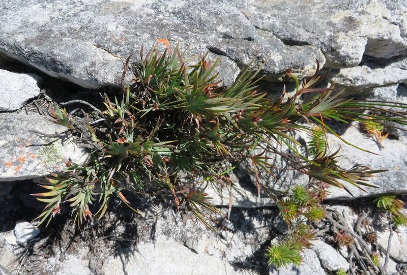Nivenia levynsiae, photographed by linkie