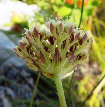 Hermas quinquedentata, photographed by linkie