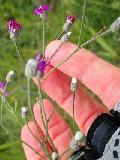 Hilliardiella nudicaulis, photographed by Peter Warren
