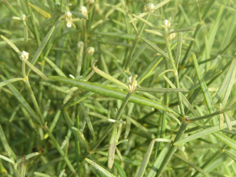 Alternanthera flavicoma, photographed by Leonel Roget