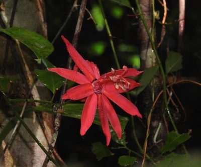 Passiflora glandulosa, photographed by desertnaturalist