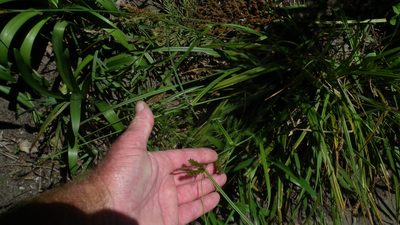 Carex aethiopica, photographed by Shaun Swanepoel
