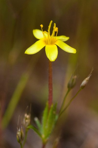 Leptosiphon acicularis, photographed by Ken-ichi Ueda