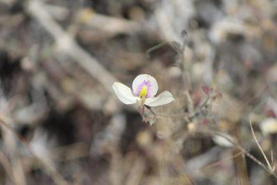 Carlowrightia arizonica, photographed by José Belem Hernández Díaz