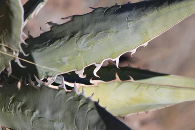 Agave xylonacantha, photographed by José Belem Hernández Díaz