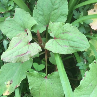 Rumex maderensis, photographed by Andre Hosper
