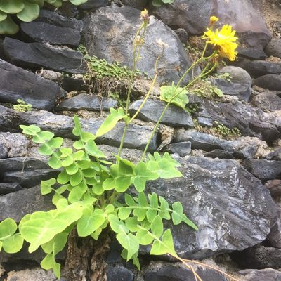 Sonchus latifolius, photographed by Andre Hosper