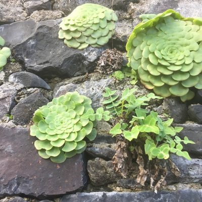 Aeonium glandulosum, photographed by Andre Hosper