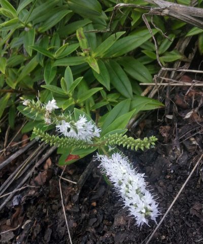 Veronica pubescens, photographed by Peter de Lange
