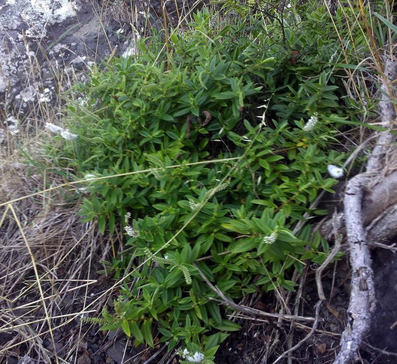 Veronica pubescens, photographed by Peter de Lange