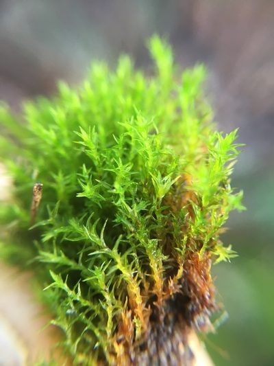 Vinealobryum nicholsonii, photographed by Paul Cook