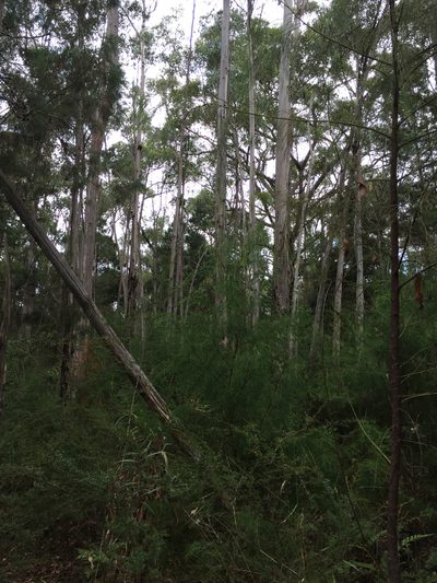 Eucalyptus ovata, photographed by Tony Ladson
