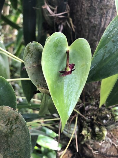 Pleurothallis phyllocardia, photographed by Geoff Shuetrim