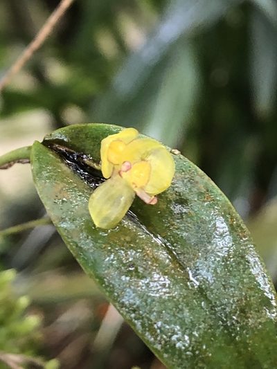 Pleurothallis dorotheae, photographed by Geoff Shuetrim