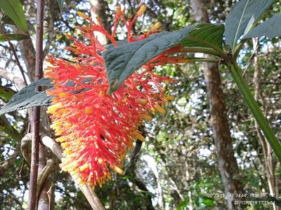 Palicourea tetraphylla, photographed by Ronald Péret