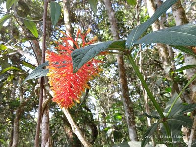 Palicourea tetraphylla, photographed by Ronald Péret