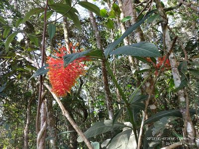 Palicourea tetraphylla, photographed by Ronald Péret