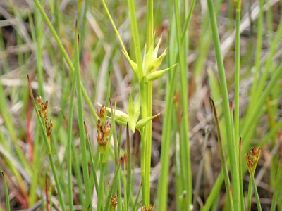 Carex michauxiana, photographed by John Brew