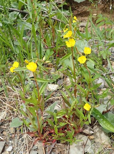 Oenothera oakesiana, photographed by John Brew