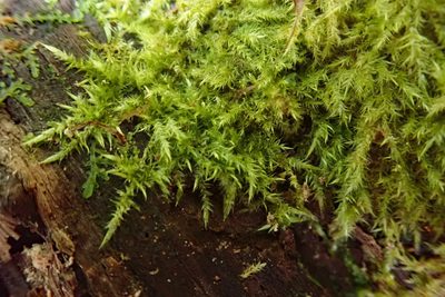 Wijkia extenuata, photographed by Peter de Lange