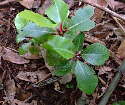 Alseuosmia quercifolia, photographed by Peter de Lange