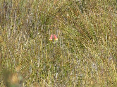 Blandfordia grandiflora, photographed by Valentin Moser