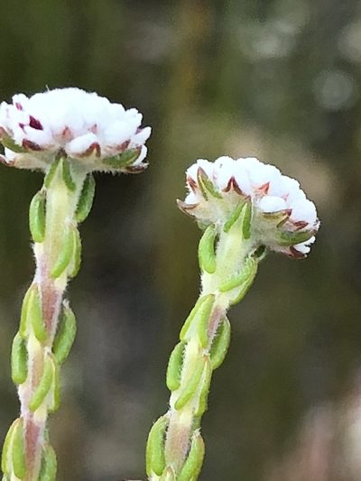 Phylica mairei, photographed by Dave U
