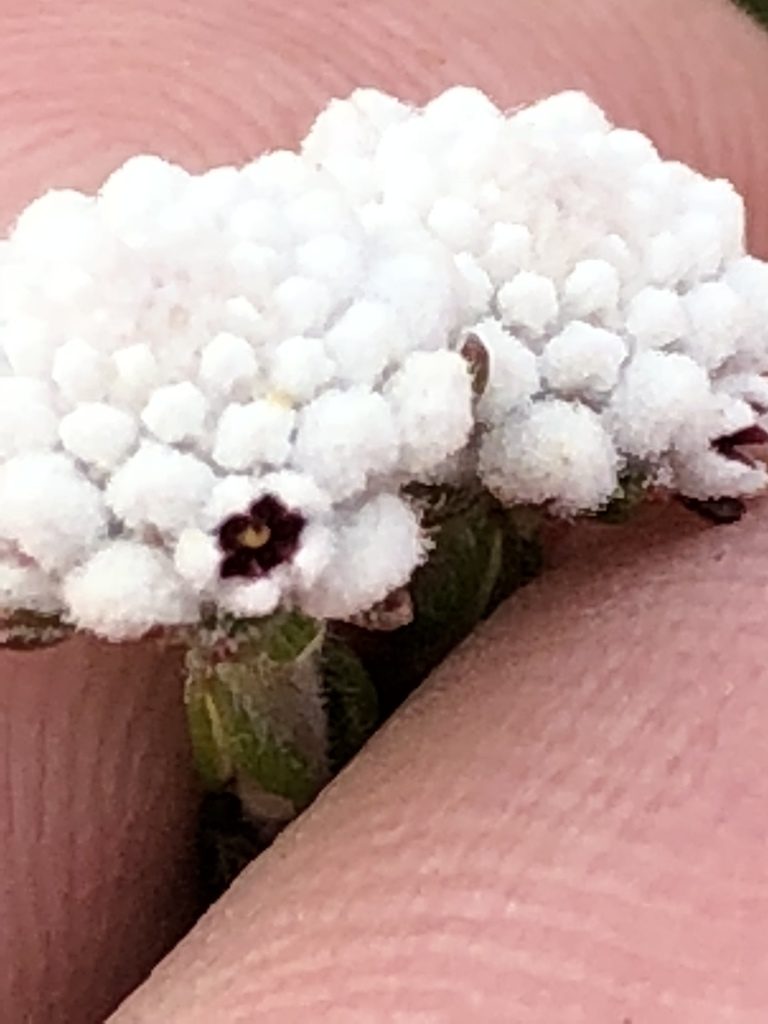 Phylica mairei, photographed by Dave U