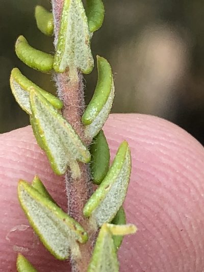 Phylica mairei, photographed by Dave U