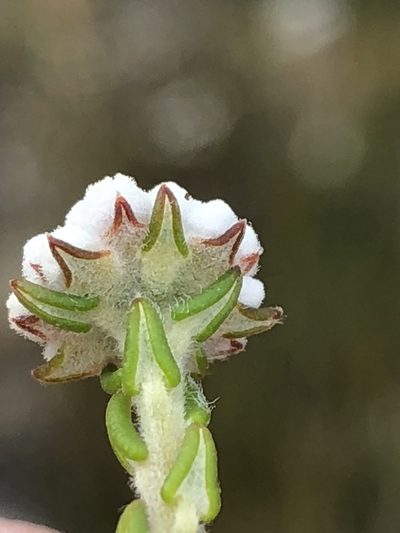 Phylica mairei, photographed by Dave U